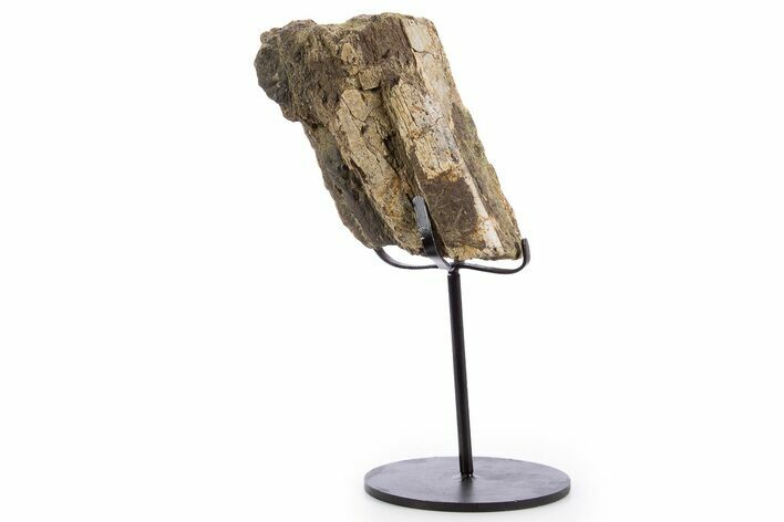 Fossil Triceratops Limb Section w/ Metal Stand - South Dakota #340079